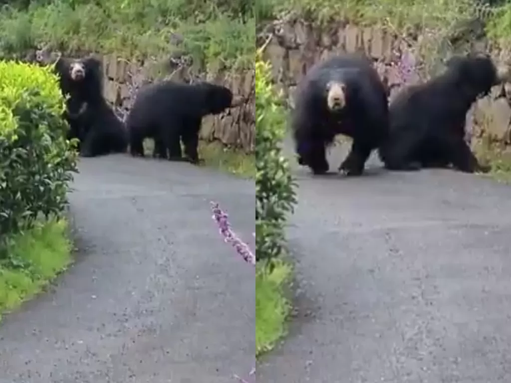 Detik-detik menegangkan pengendara motor dikejar beruang. (Photo/Twitter/@anandmahindra)