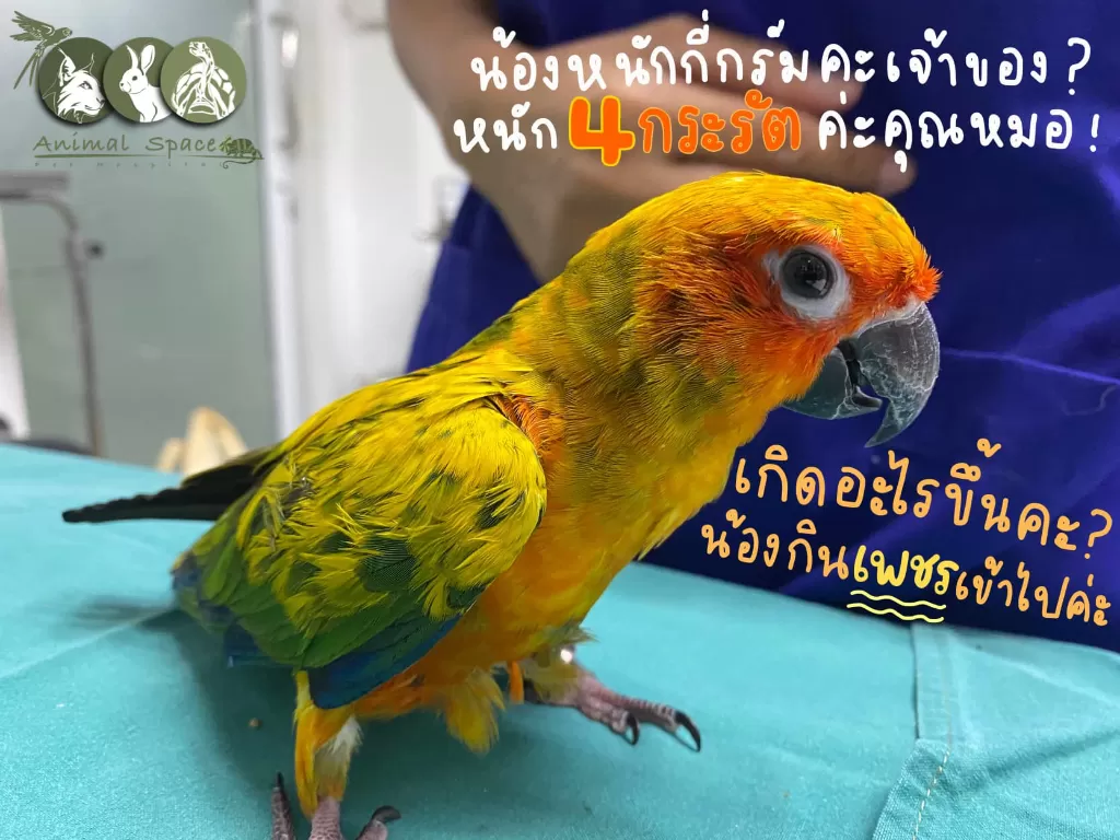 Burung makan berlian. (Facebook/@AnimalSpaceHospital)