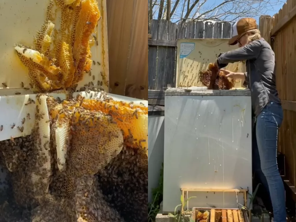 Koloni lebah dibereskan tanpa menggunakan alat bantuan. (Photo/Instagram/@texasbeeworks)