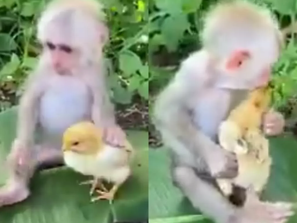 Seekor monyet mencium ayam kecil. (Photo/Twitter/@susantananda3)