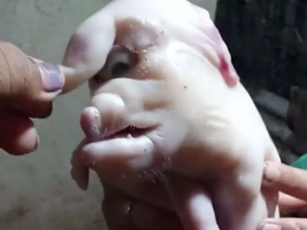 Anak babi lahir dengan belalai. (VIRAL PRESS)