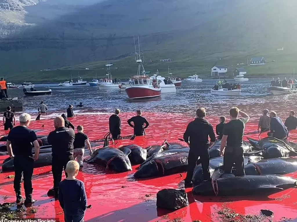 Ratusan paus pilot diburu. (Sea Shepherd)