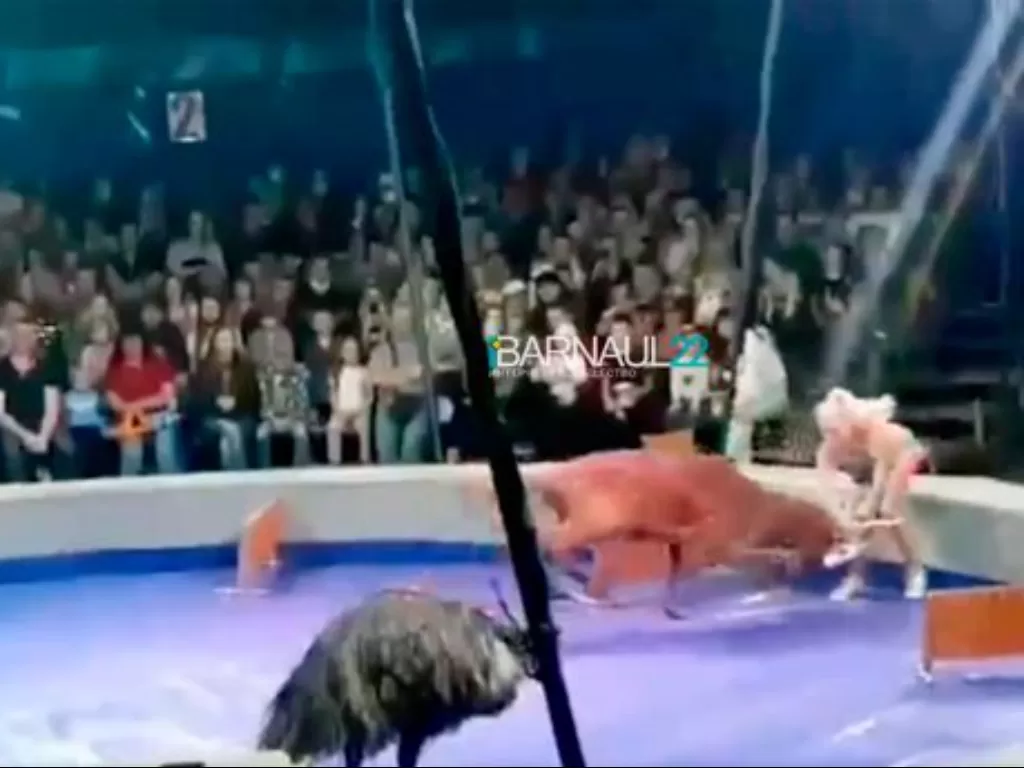 Pelatih sirkus wanita ditanduk rusa saat tampil di depan penonton. (Instagram/@barnaul22.official)