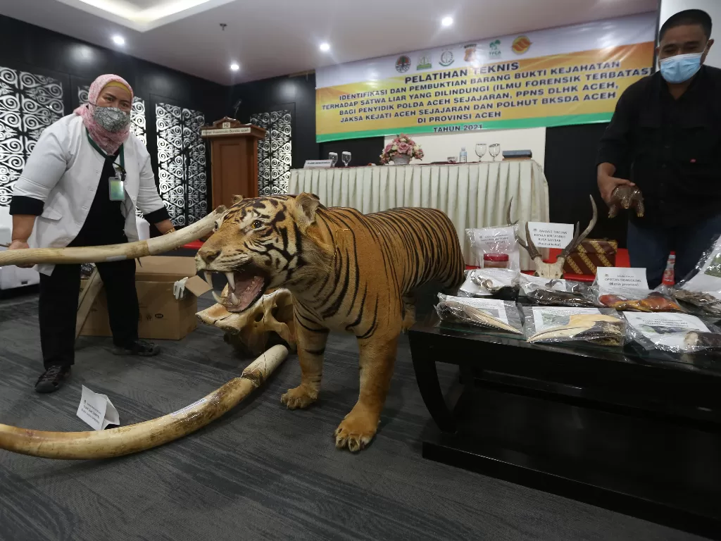 Dokter Hewan Balai Konservasi Sumber Daya Alam (BKSDA) Aceh dan aktivis Lembaga Suar Galang Keadilan (LSGK) menata gading gajah sumatra, opsetan satwa langka dan dilindungi (ANTARA FOTO / Irwansyah Putra)