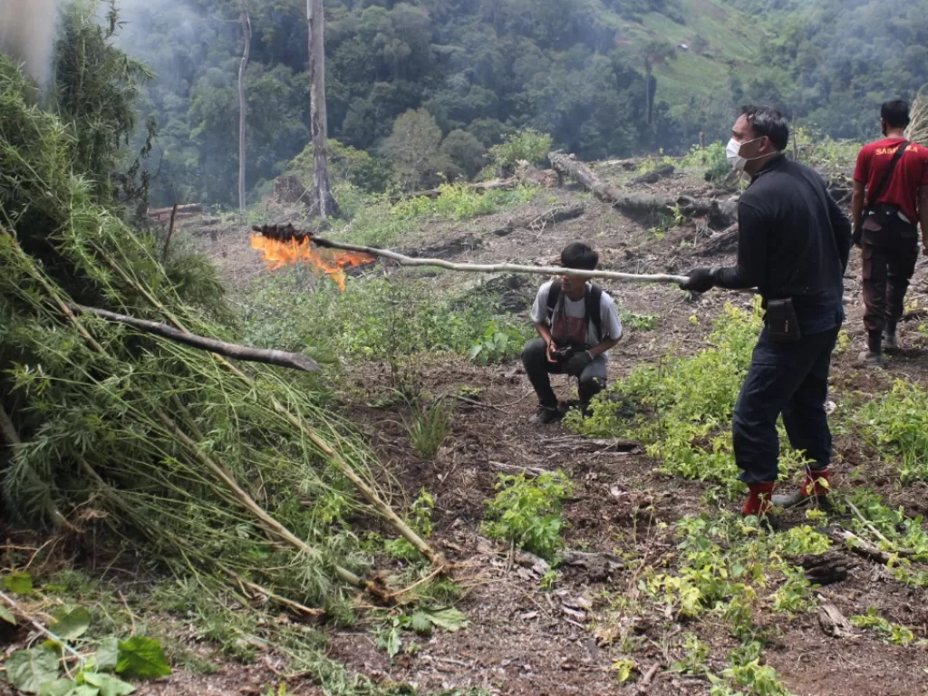 Bareskrim musnahkan 7 hektar ladang ganja di Aceh. (Foto: Dok istimewa)