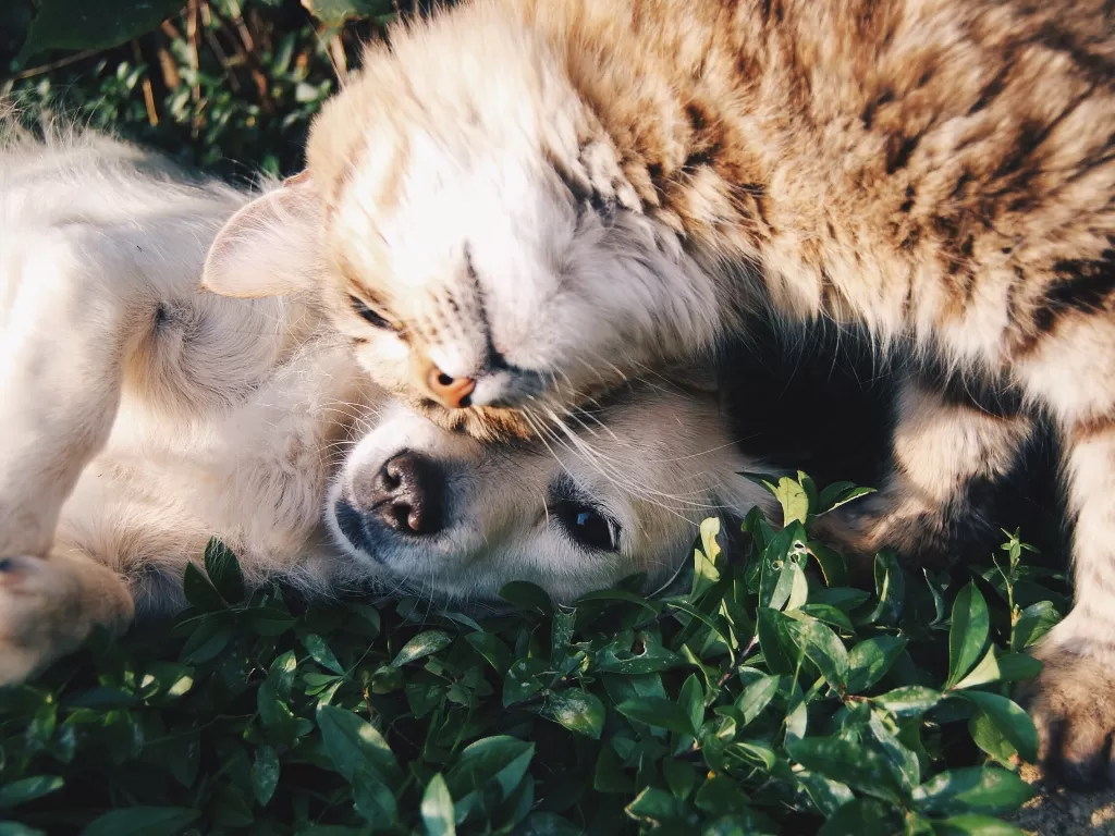 Hewan peliharaan kucing dan anjing. (photo/Ilustrasi/Pexels/Snapwire)
