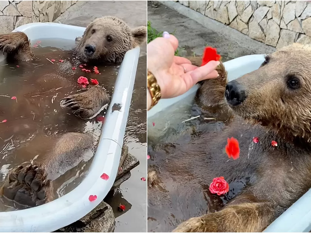 Beruang mandi pakai bunga mawar. (Instagram/@balu.bear64)