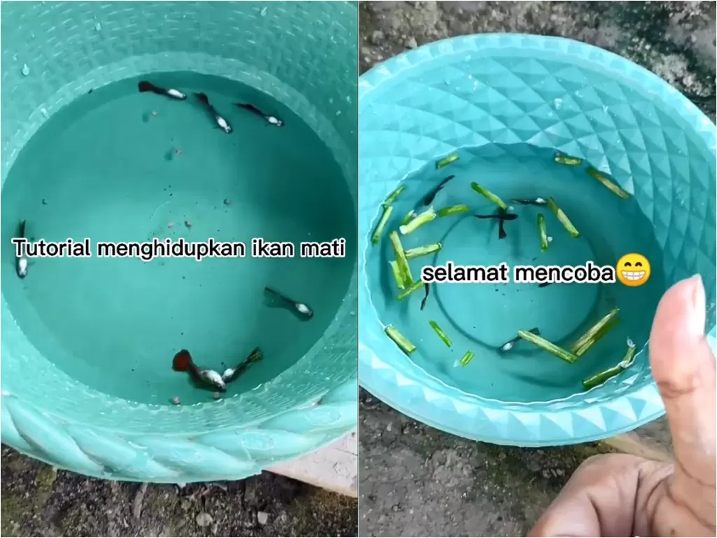 Pria bagikan tutorial menghidupkan ikan yang sudah mati (TikTok/fuad_12)