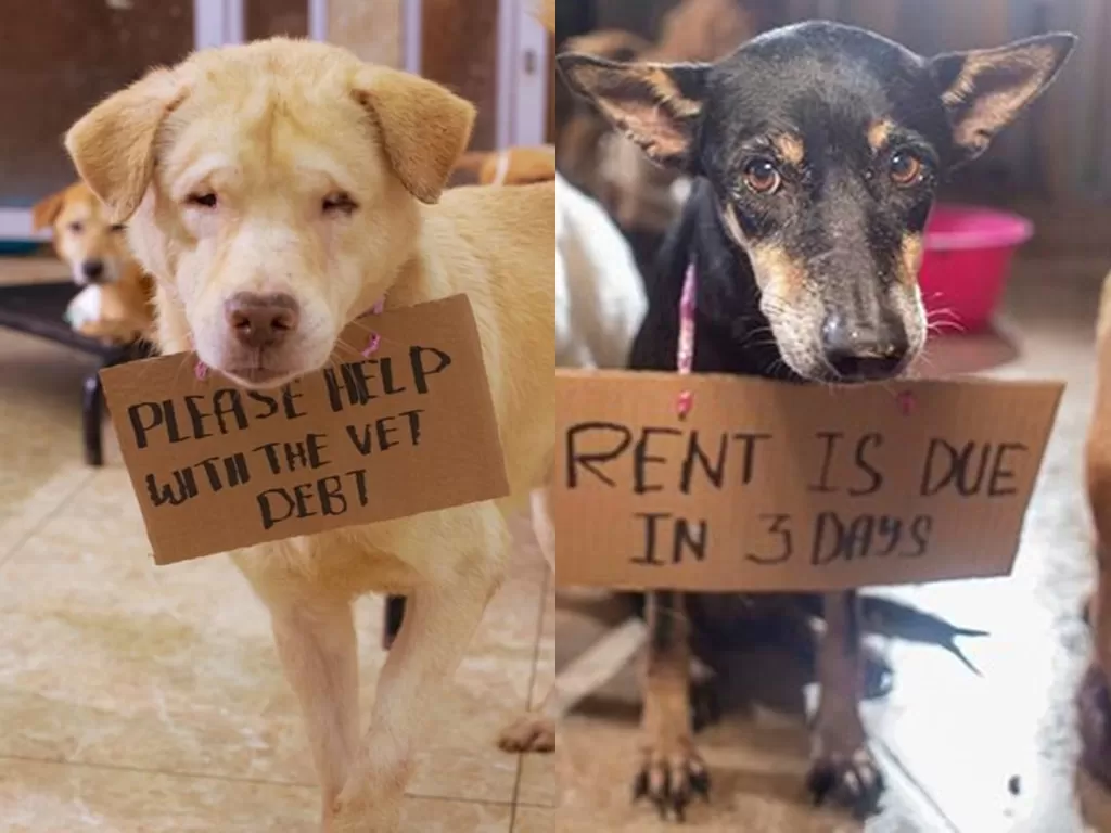 Rumah peduli anjing cacat ini butuh bantuan. (Photo/Instagram/@apetsjournl)