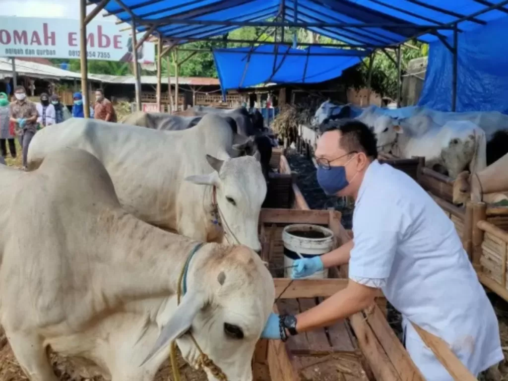 Petugas dari Dinas Pertanian dan Peternakan Kota Bandarlampung (Distanak) sedang melakukan pemeriksaan kesehatan hewan kurban. Jumat, (25/6/2021). (photo/ANTARA/Dian Hadiyatna)