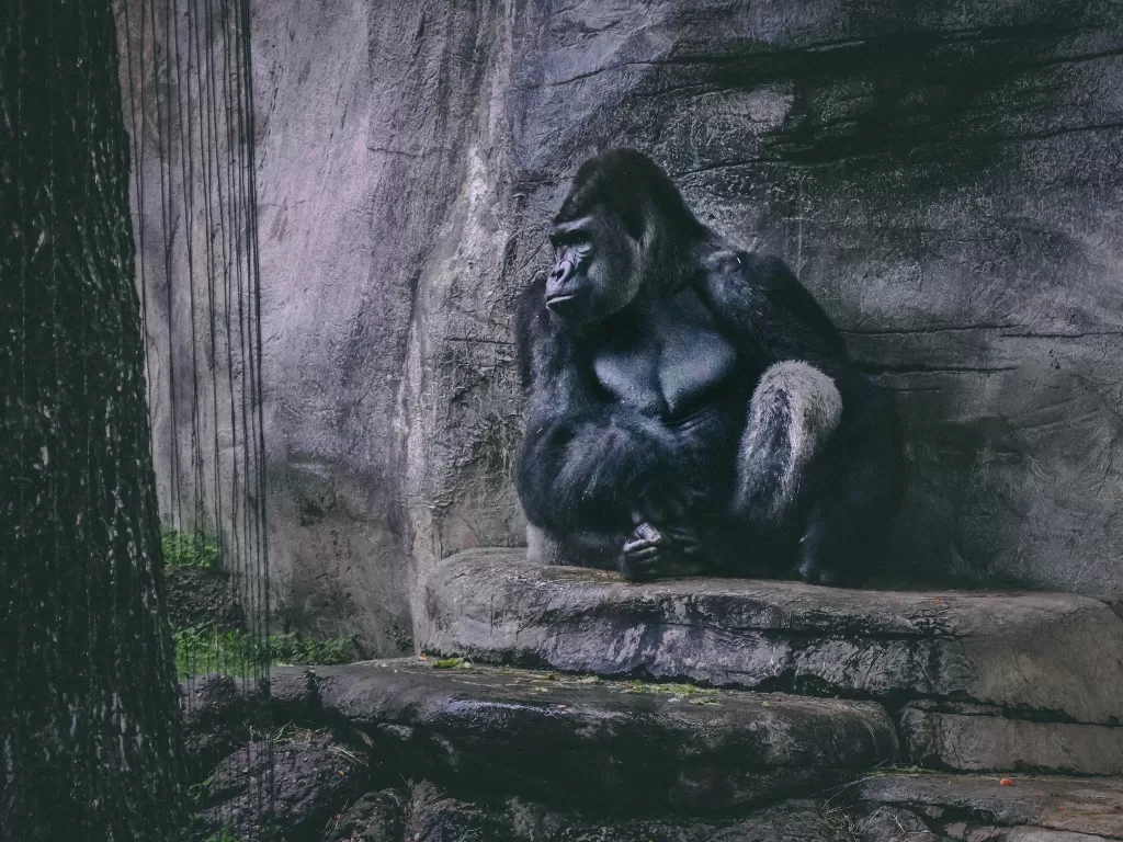 Gorilla. (photo/Ilustrasi/Pexels/David Gonzales)