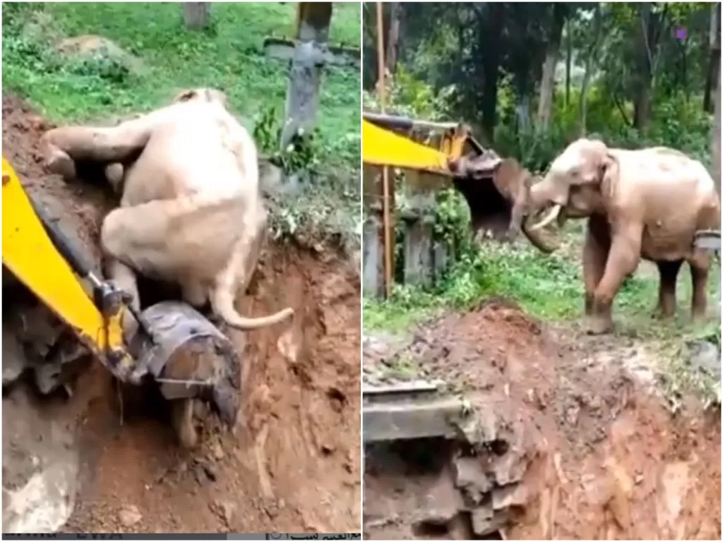 Gajah terjatuh ke dalam parit dan diselamatkan petugas dengan  ekskavator (Photo: Instagram/@sahabatsurga)