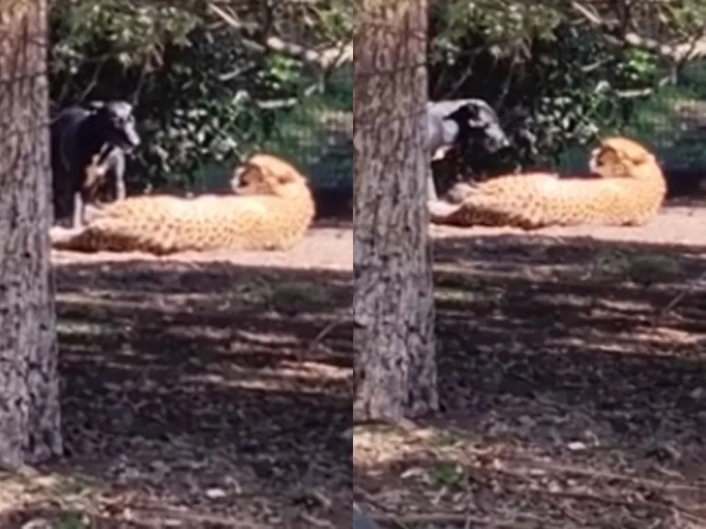 Video anjing ingin mengajak bermain seekor Cheetah. (Photo/Mail Online)