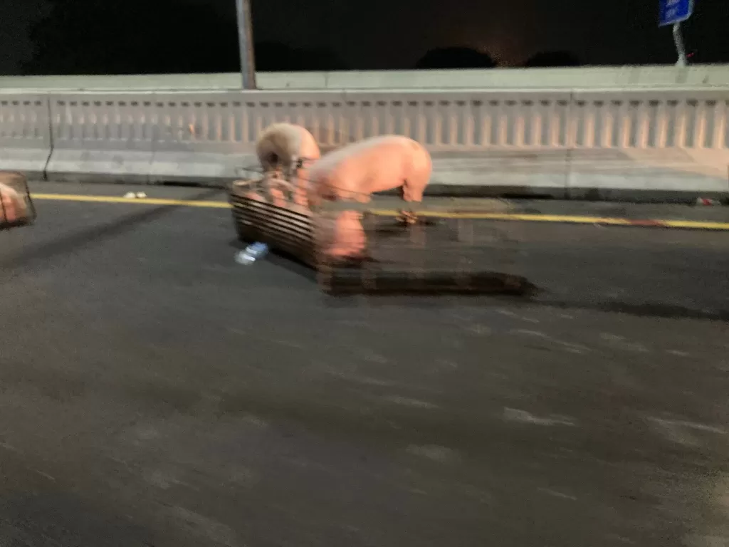 Puluhan babi lepas dalam kecelakaan di Tol MBZ. (Twitter/ayatollah77)