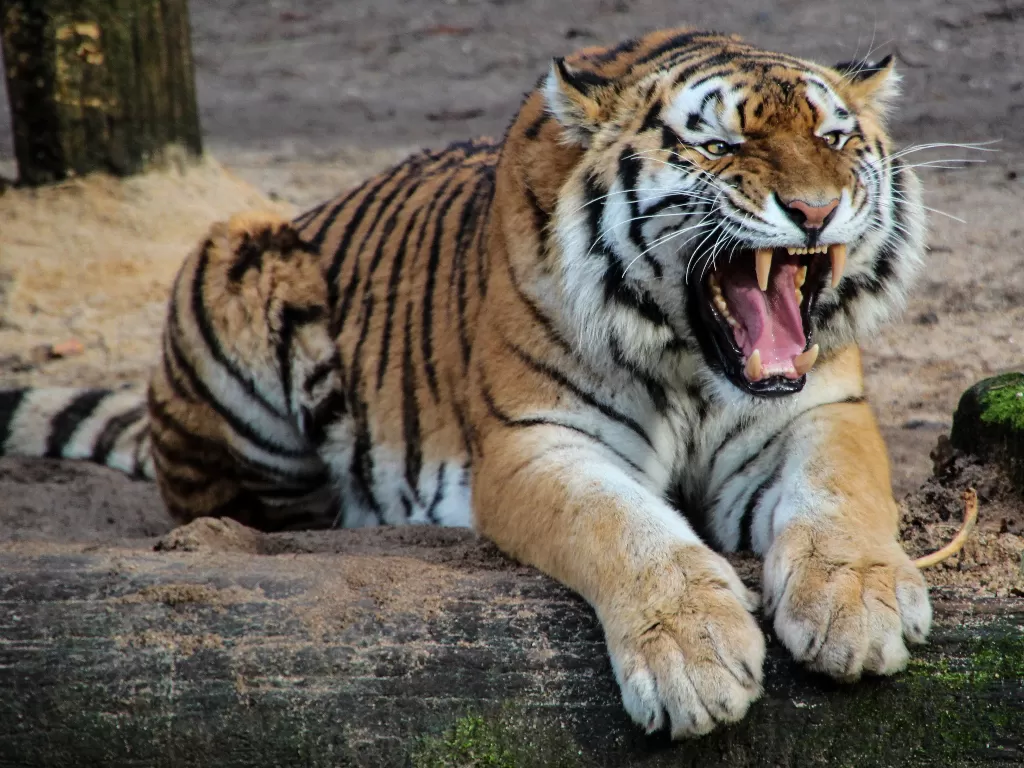 Harimau. (photo/Ilustrasi/Pexels/Pixabay)