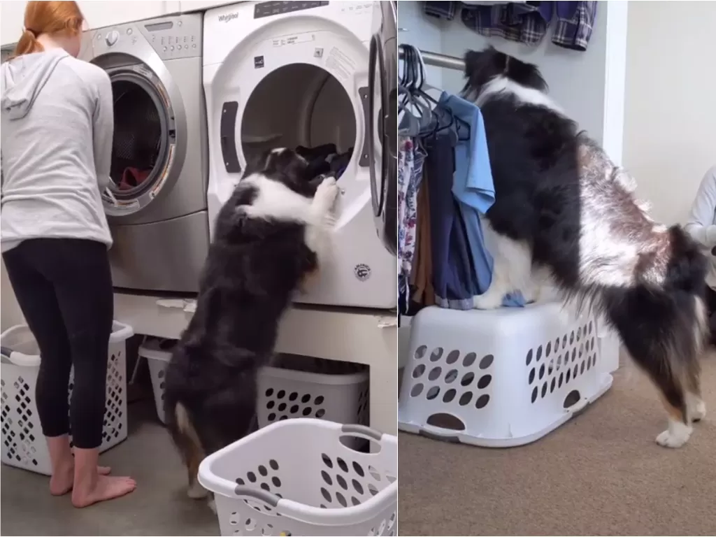 Anjing pintar bisa mencuci (Instagram/my_aussie_gal)