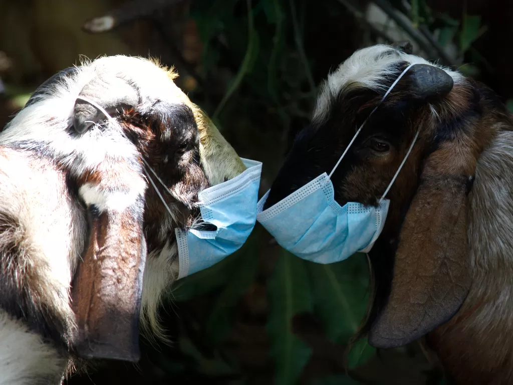 Bahkan hewan kurban kambing memakai masker sebagai bentuk kampanye prokes saat pandemi. (ANTARA FOTO/Maulana Surya).