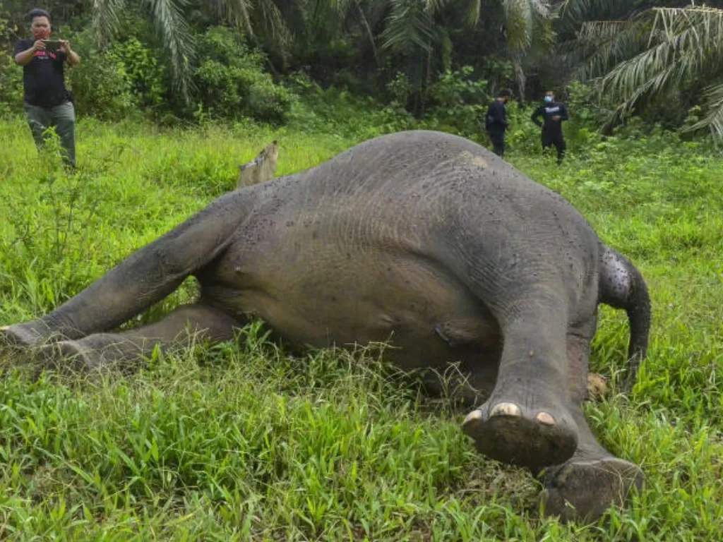 Gajah mati tanpa kepala di Aceh. (ANTARA Foto/Hayaturrahmah)