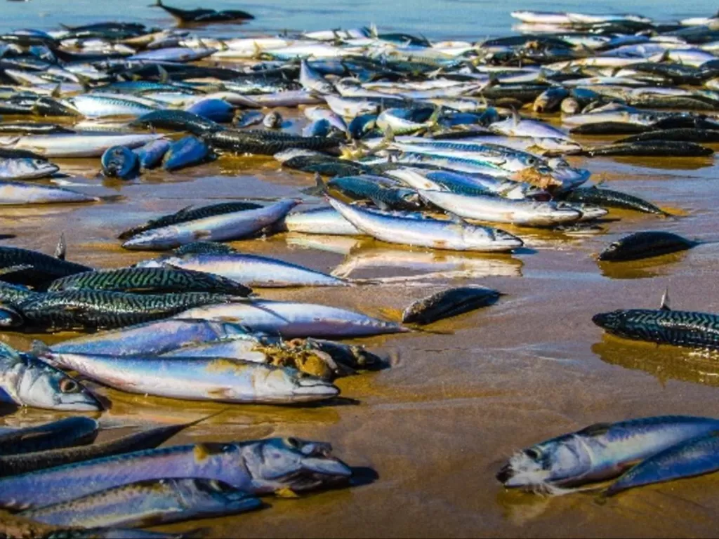 Sejumlah Ikan mati karena gelombang panas. (Photo/CBC)