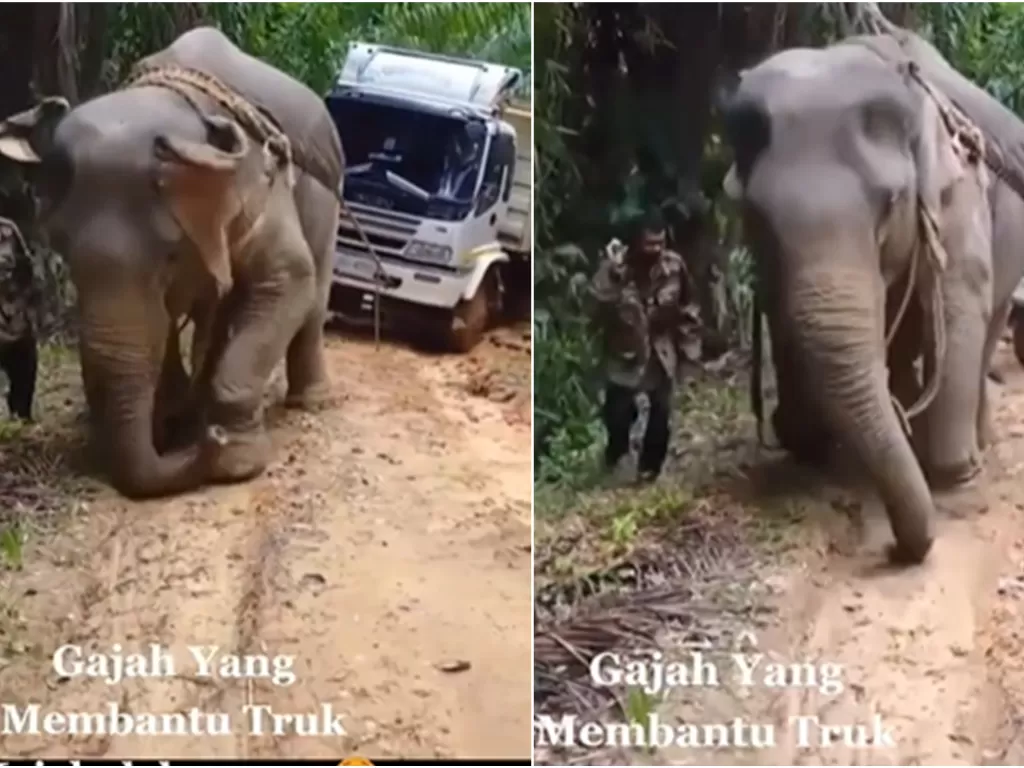 Gajah dimanfaatkan untuk tarik truk yang terjebak lumpur. (ist)