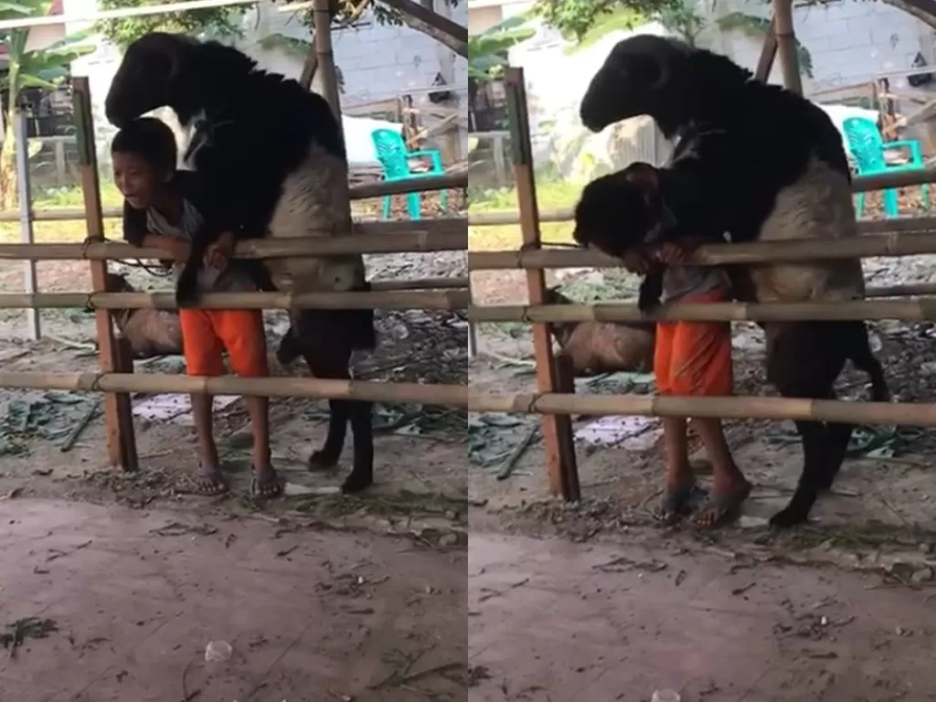 Seekor kambing melakukan kegiatan intim kepada seorang bocah. (Photo/Facebook)