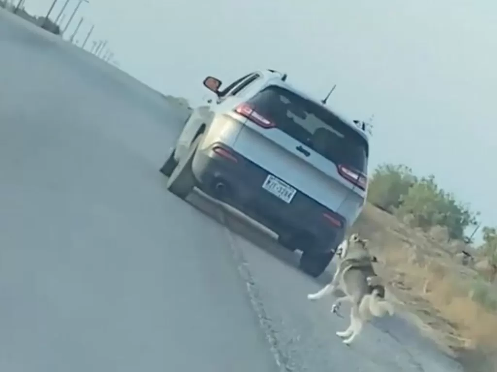 Anjing mengejar mobil pemiliknya. (Instagram/@ms.mojorising_)
