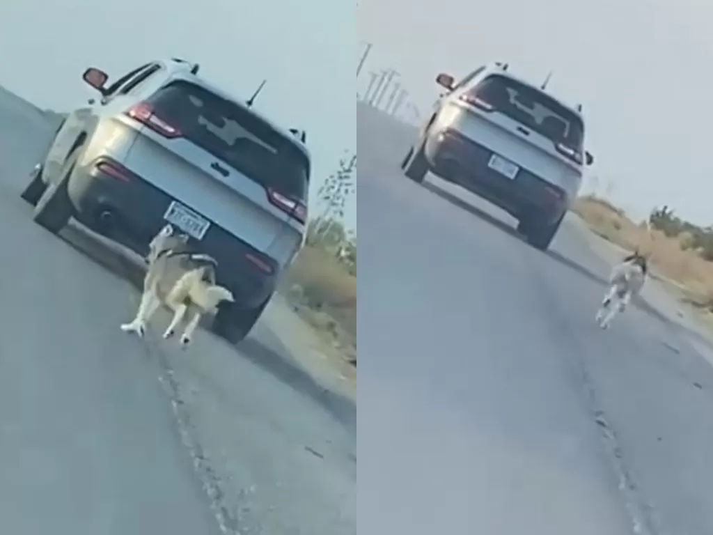 Viral video seorang pria meninggalkan anjingnya di pinggir jalan. (Photo/Instagram/@ms.mojorising_)