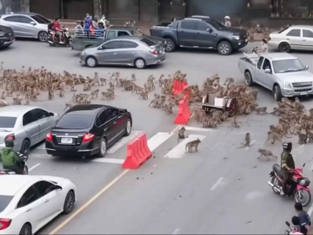 Puluhan monyet penuhi jalan raya. (Viral Press)