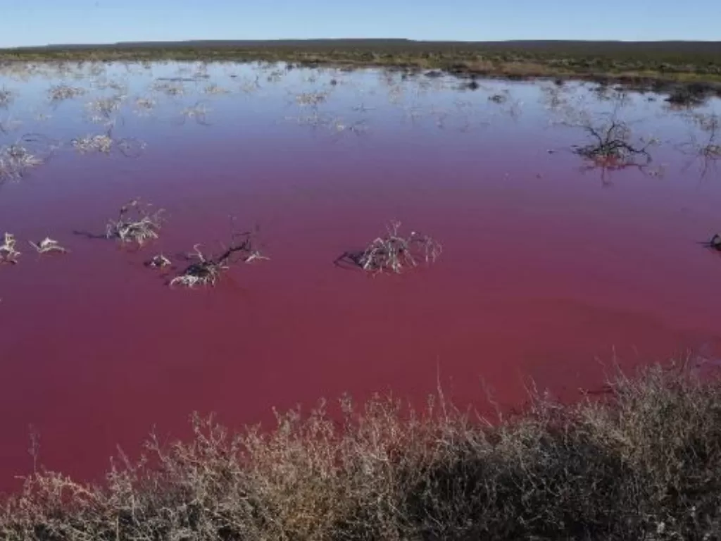 Tampilan laguna di Argentina yang berubah warna menjadi pink. (photo/Daniel Feldman/AFP via Science Alert)
