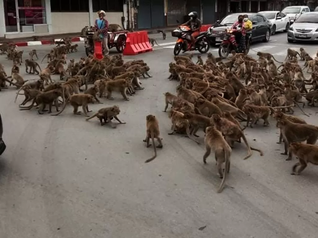 Dua kelompok monyet ini 'tawuran' di tengah jalan. (Photo/Facebook/Wisrut Suwanphak)