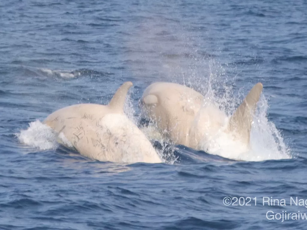 2 paus orca putih yang berenang berdampingan. (photo/Dok. Gojiraiwa Kanko Whale Watching)