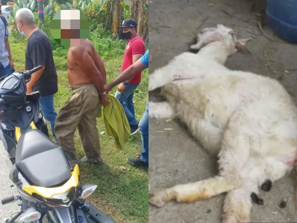 Seorang pria 60 tahun 'memperkosa' kambing hingga mati. (Photo/Facebook)