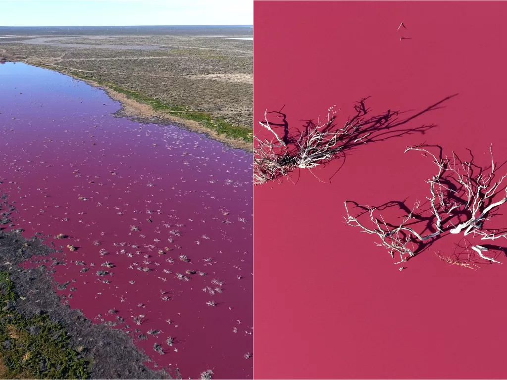 Danau di Argentina yang berubah warna jadi Pink (REUTERS/Daniel Feldman)