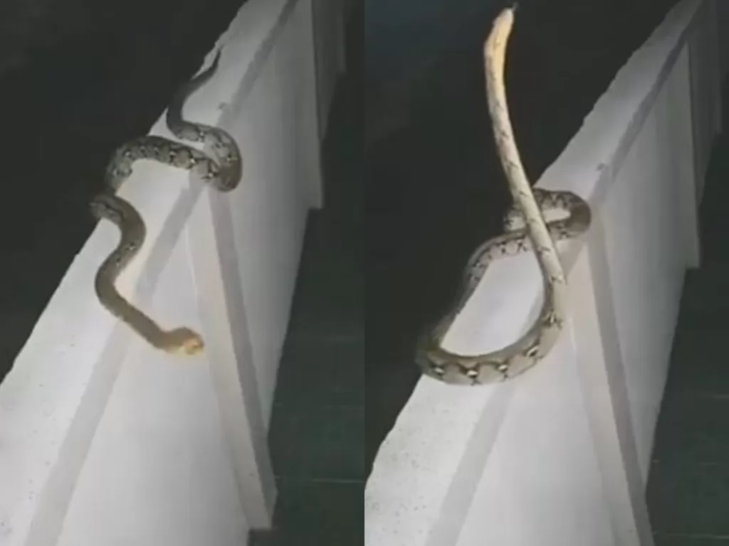 Detik-detik ular sanca ingin masuk ke rumah. (Photo/Instagram/@videomancing)