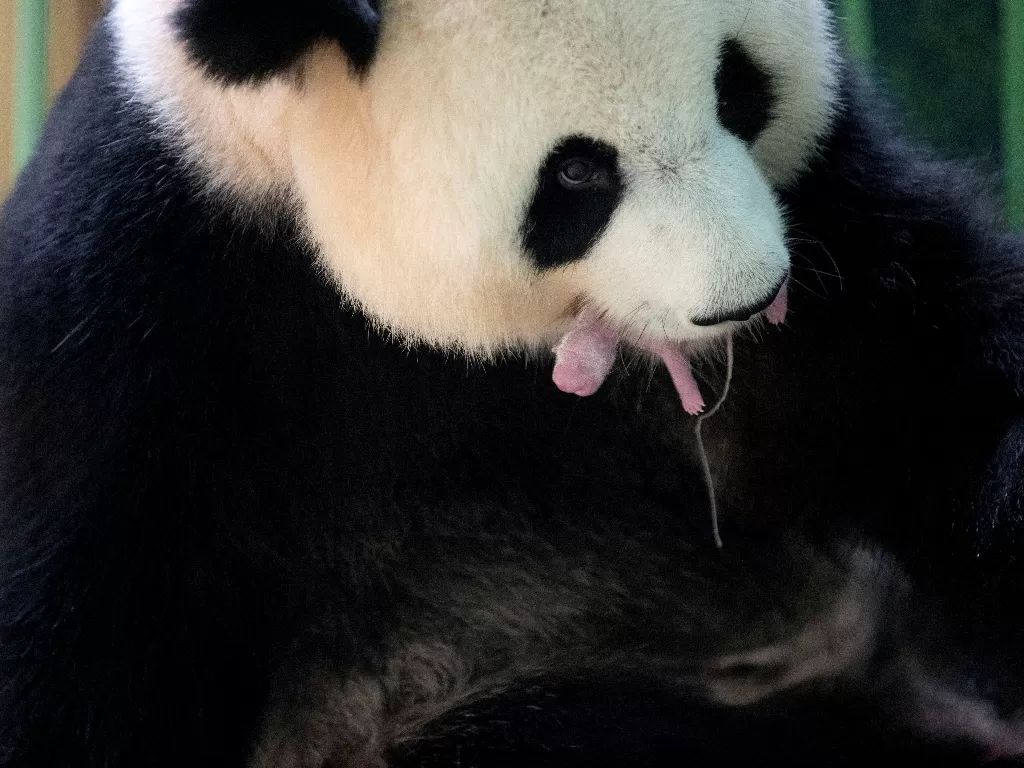 Panda raksasa Huan Huan dan anak kembarnya terlihat di dalam kandang mereka (REUTERS/ZOOPARC DE BEAUVAL)
