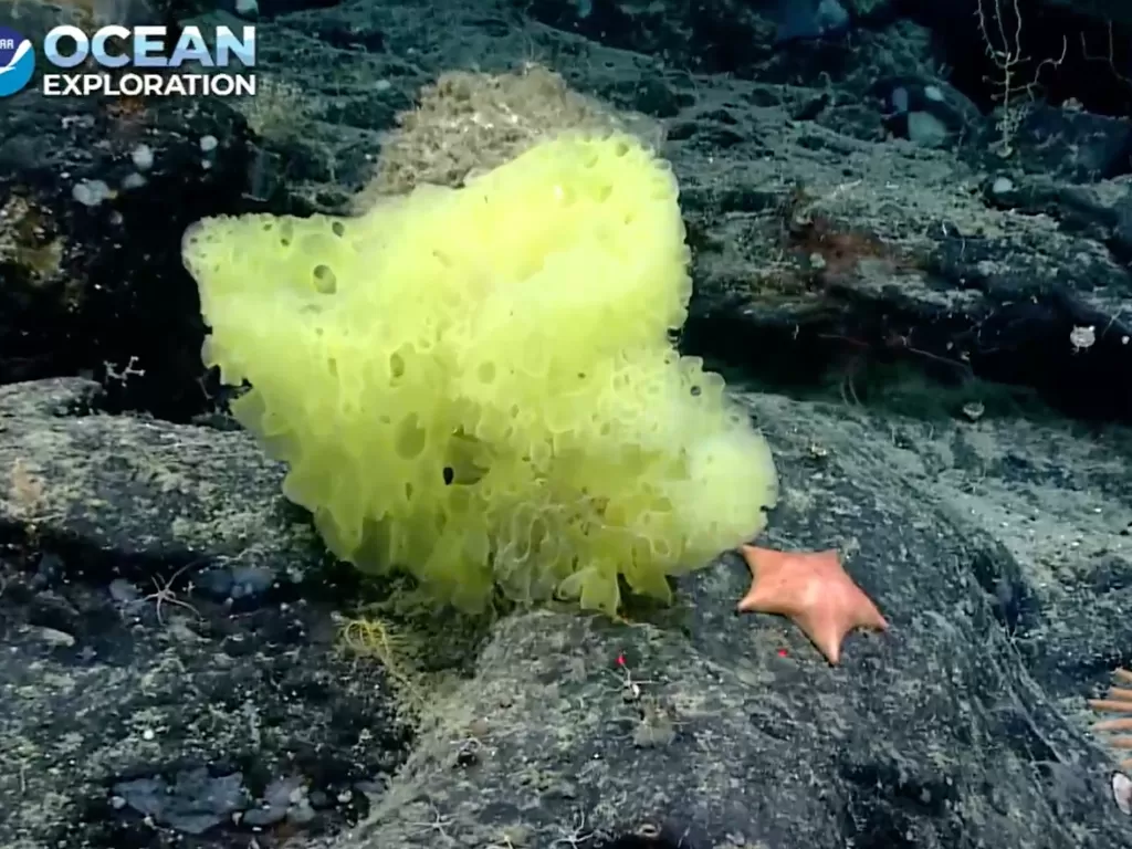 Tampilan spons laut berwarna kuning dan bintang laut yang duduk di dasar laut. (photo/Twitter/@echinoblog)