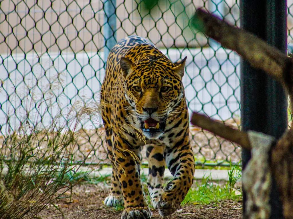 Jaguar berada dalam kandang. (photo/Ilustrasi/Pexels/Yigithan Bal)