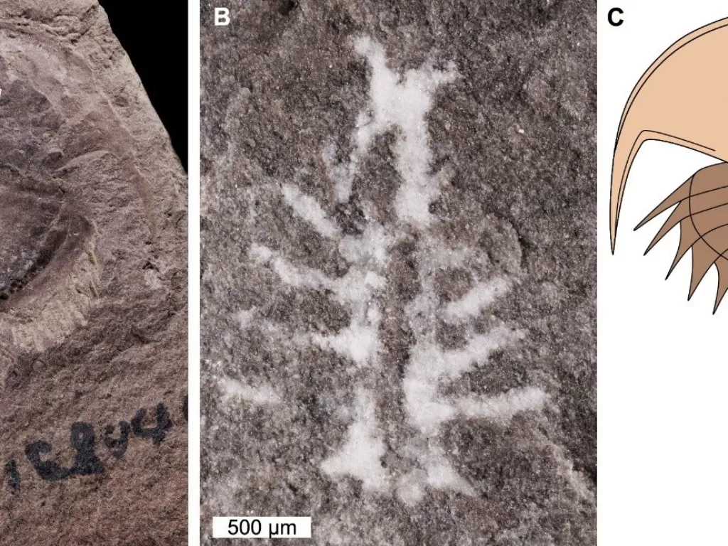Penemuan fosil otak kepiting tapal kuda berusia 310 juta tahun. (photo/Dok. Russell Bicknell via Live Science)