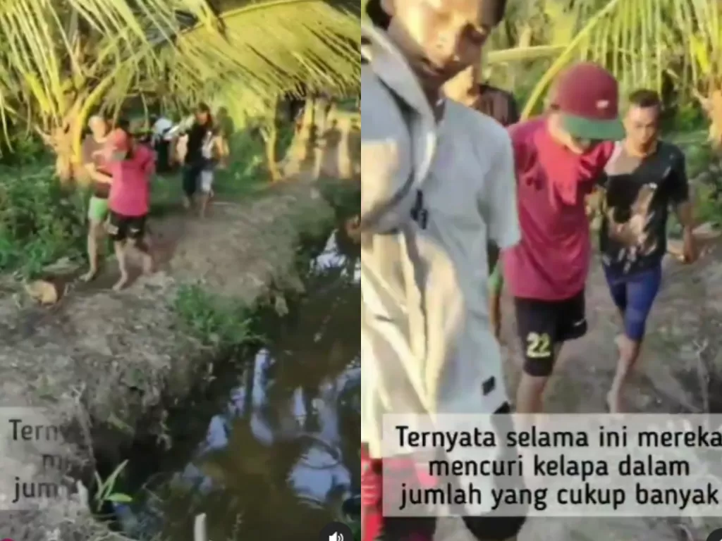 Empat remaja terciduk saat mencuri buah kelapa warga merengek minta ampun (Instagram/manaberita)