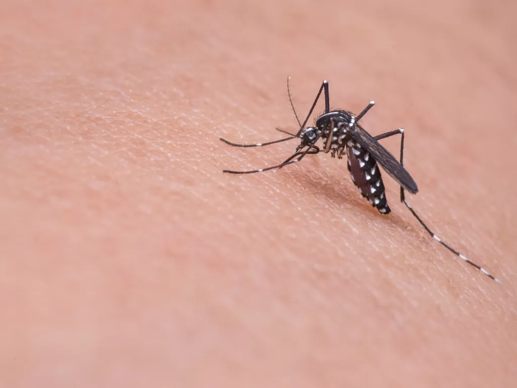 Ilustrasi bekas gigitan nyamuk (pixabay/mikadago)