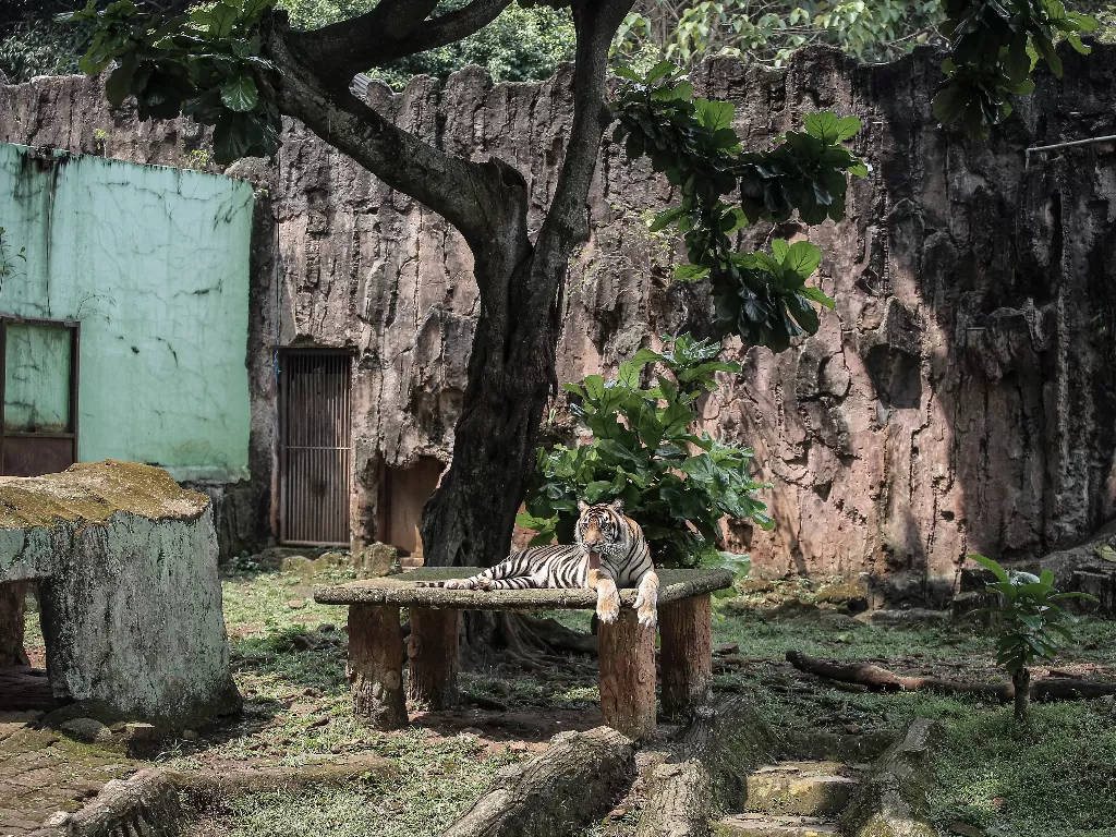 Harimau Sumatera terpapar COVID-19 (ANTARA FOTO/Dhemas Reviyanto)