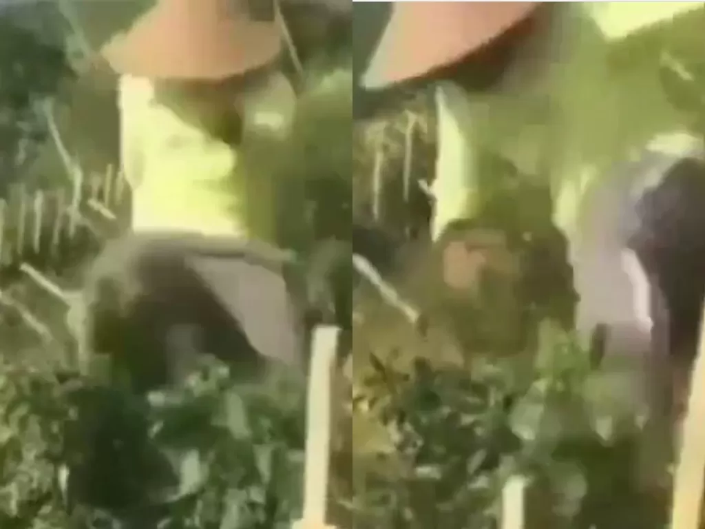Bapak petani rusak tanaman cabai di kebun karena kesal harga cabai turun (Instagram/ link_berita)