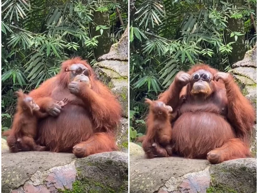 Cuplikan video orangutan coba menggunakan kacamata. (photo/TikTok)