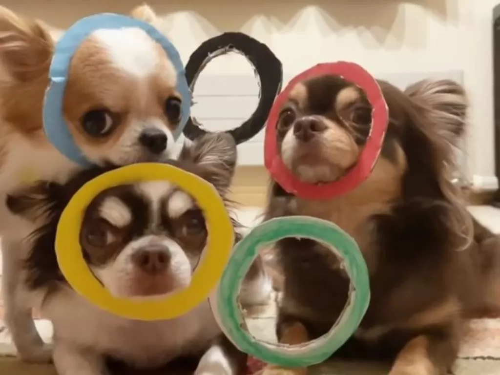Aksi tiga anjing berpose melakukan formasi membentuk logo Olimpiade. (Instagram/@sorariku7164)