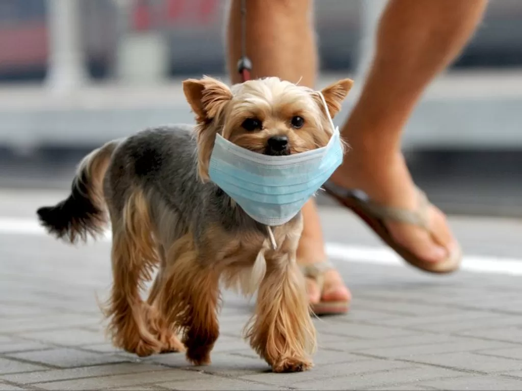 Ilustarsi hewan peliharaan anjing memakai masker. (people.com)