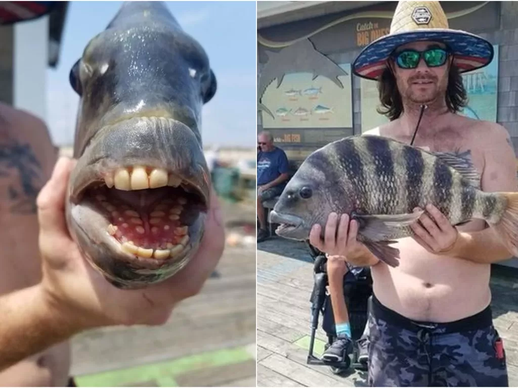 Ikan dengan gigi besar mirip manusia. (Facebook/Jennette's Pier)