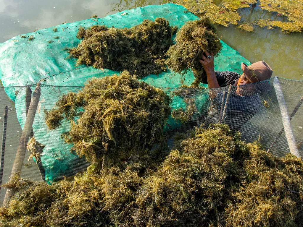 Petani mengangkut hasil panen rumput laut (ANTARA FOTO/M Ibnu Chazar)