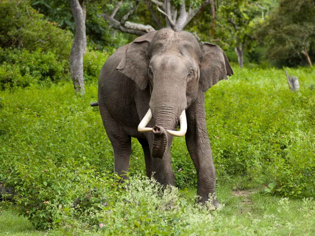 Gajah. (photo/Ilustrasi/Dok. Wikipedia)