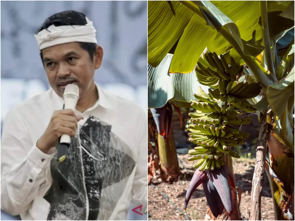 Kiri: Anggota DPR RI Dedi Mulyadi. (ANTARA/Istimewa). Kanan: Ilustrasi pohon pisang. (photo/Pexels/Jonas Von Werne/ilustrasi)