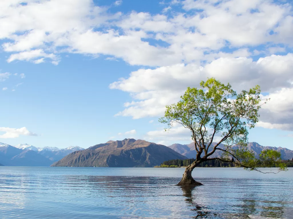 Selandia Baru. (photo/Ilustrasi/Pexels/Nathan Cowley)